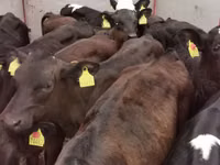 ወንድ በሬ, Aberdeen-Angus — ፎቶ 3