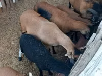 Får (parti, køn ikke angivet), Cameroon sheep — foto 1