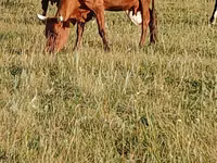 Vacă, Bovine — foto 3