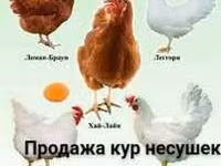 Chickens — photo 2
