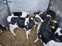 Cattle (batch, sex not specified), Simmental cattle — photo 2