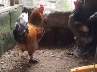 Brahma — foto 2
