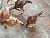 Chickens — photo 2