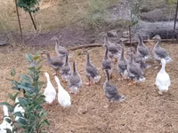 Geese — foto 4