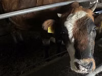 Lembu betina, Cattle — foto 3
