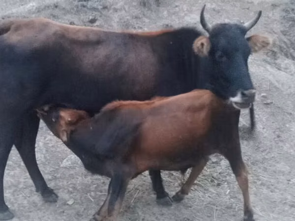 Cow, Cattle — Azerbaijan