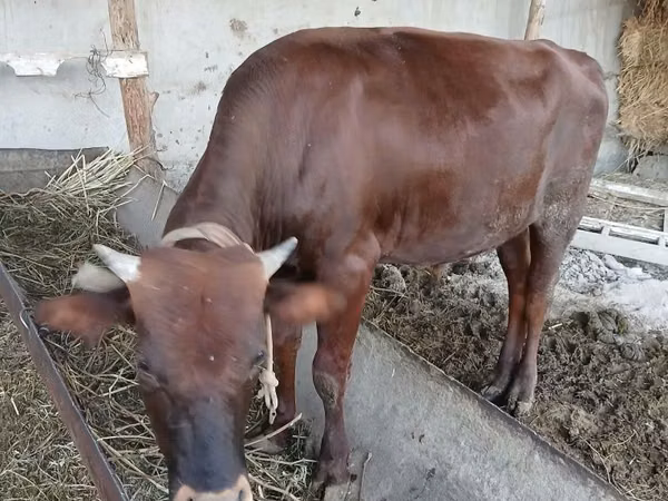 Bull, Cattle — Uzbekistan