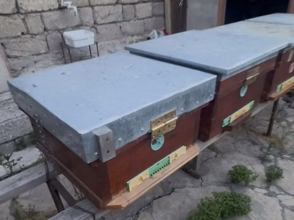 Arıçılıq üçün taxta arı yeşikləri (pətəklər). İçində 6 ay arı