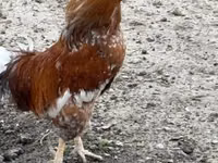 Chickens — عکس 1