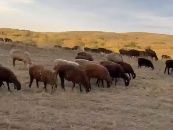 Sheep, Edilbay sheep