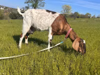 Goat, Nubian Goat — photo 1