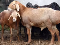 Kambing jantan, Sheep — foto 1