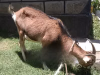Goat, Goats — photo 3