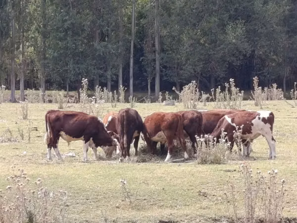 Bull, Hereford — Kyrgyzstan