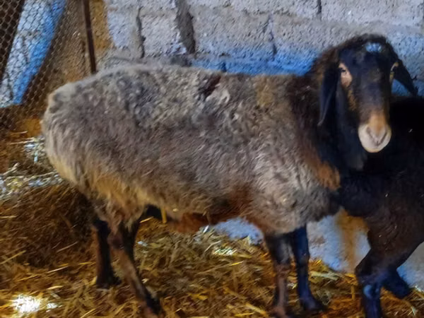 Sheep, Edilbay sheep — Uzbekistan