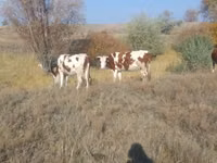 Vache, Simmental cattle — photo 4