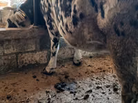 Cow, Holstein breed — photo 2