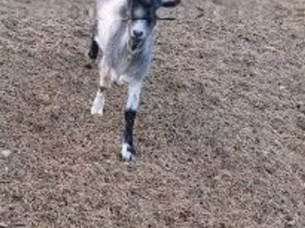 Billy Goat, Saanen goat — Hungary