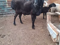 Kambing jantan, Sheep — foto 2