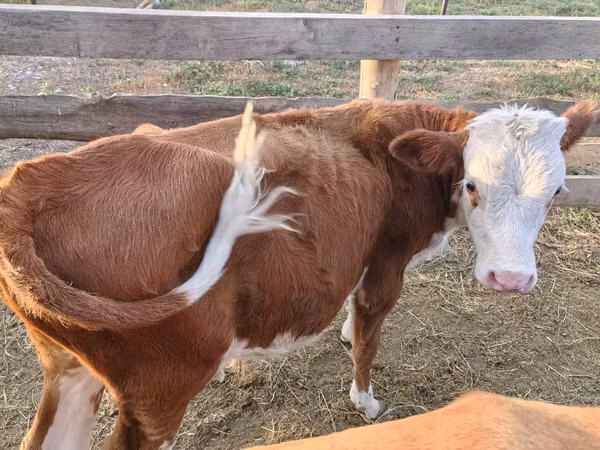 Bull, Simmental cattle