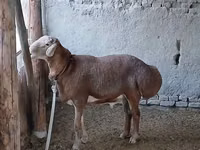 Ovan, Arashan sheep — fotografija 2