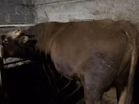 Bull, Cattle — photo 2