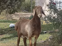 Beran, Ovce — foto 5