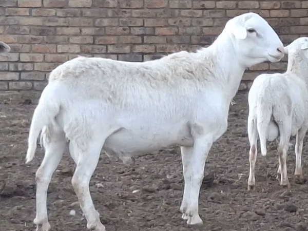 公羊, Sheep