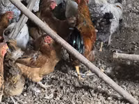 Chickens — photo 2