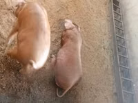 Schweine (Partie, Geschlecht nicht angegeben) — Foto 1