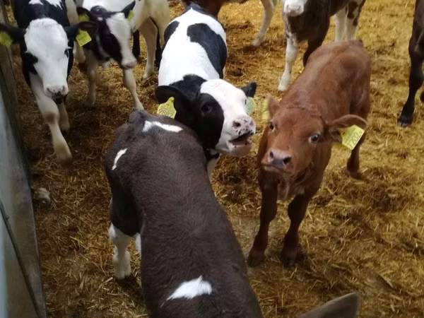 Bull, Cattle — Poland