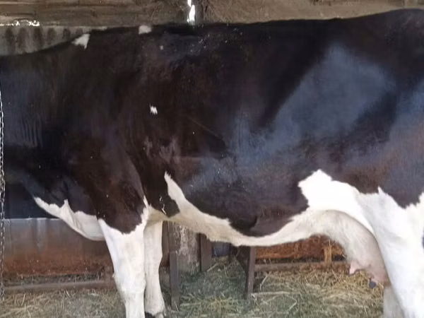 Cow, Russian Black pied cattle — Kyrgyzstan
