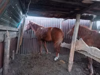 Kůň, Kazakh horse — foto 1