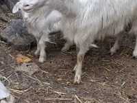 Cabra, Cabras — foto 6