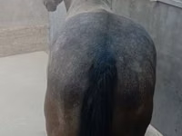 Horse (M), Horses — photo 4