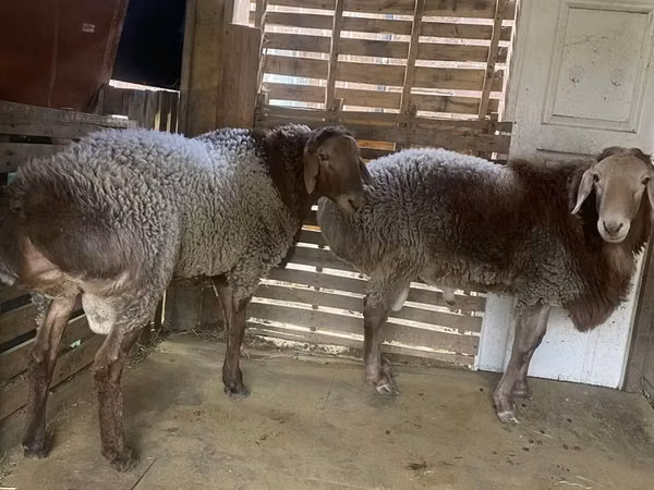 Ram, Hissar sheep — Kazakhstan