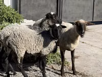 Koyun, Hissar sheep — foto 2