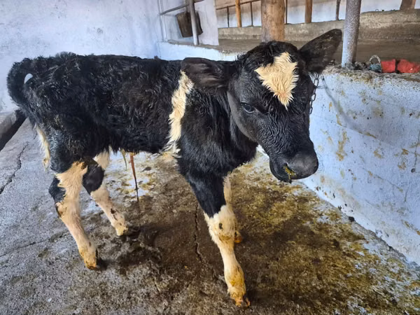 Bull, Cattle — Moldova