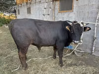 Bull, Aberdeen-Angus — photo 3