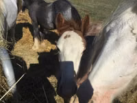 Horse (M), Gypsy horse — photo 2