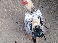 Chickens — عکس 1