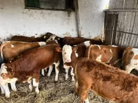 Cow, Simmental cattle — photo 2