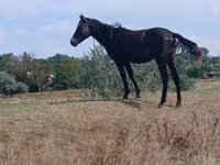 Mare, Horses — photo 4