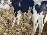 گاو نر, Russian Black pied cattle — عکس 3