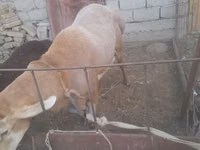 Koyun, Arashan sheep — foto 6