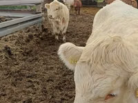 گاو ماده, Charolais cattle — عکس 5