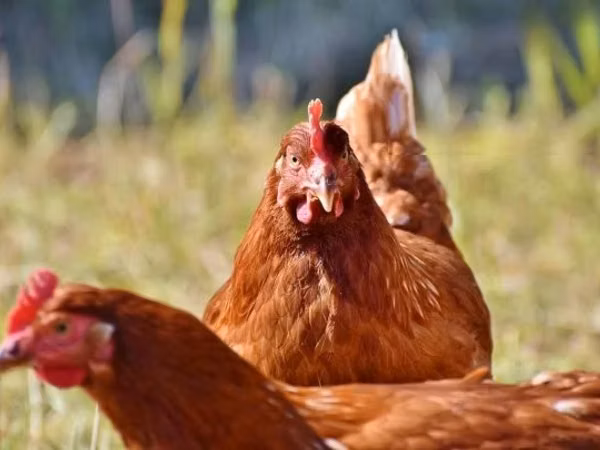 Danish hen — Hungary