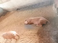 Schweine (Partie, Geschlecht nicht angegeben) — Foto 2