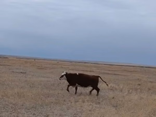 Cow, Kazakh White-headed cow — Kazakhstan