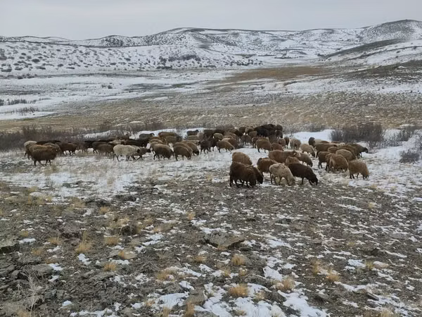 Kambing jantan, Edilbay sheep — Kazakhstan